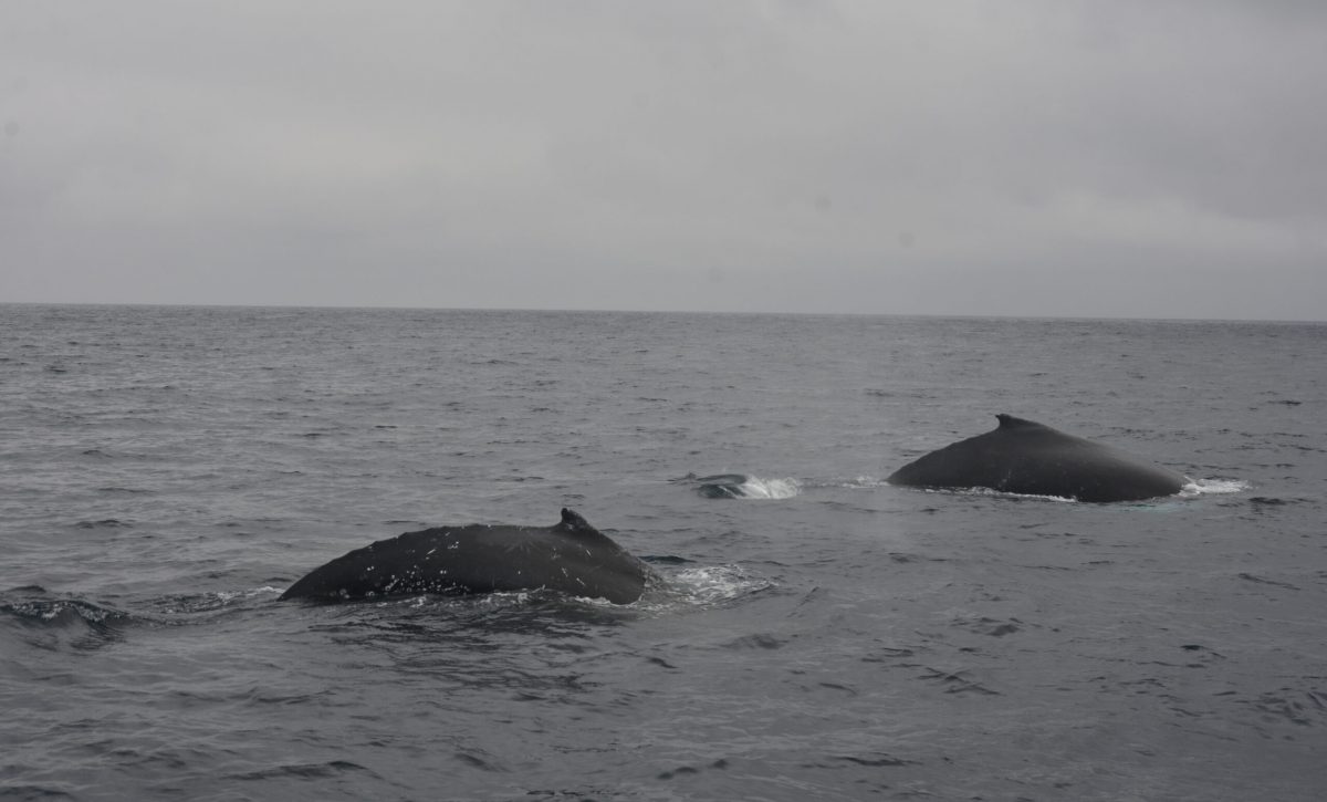 ¡Descubre por qué 10 mil ballenas eligen Manabí como su nido de amor! Unas 600 nacen cada año en sus costas