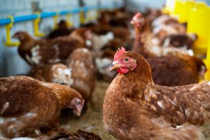 La gripe aviar, también conocida como influenza aviar, es una enfermedad infecciosa causada por virus de la influenza tipo A que afectan principalmente a las aves