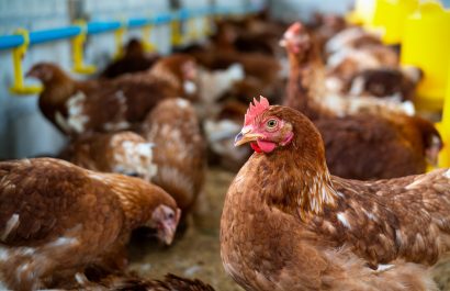 La gripe aviar, también conocida como influenza aviar, es una enfermedad infecciosa causada por virus de la influenza tipo A que afectan principalmente a las aves