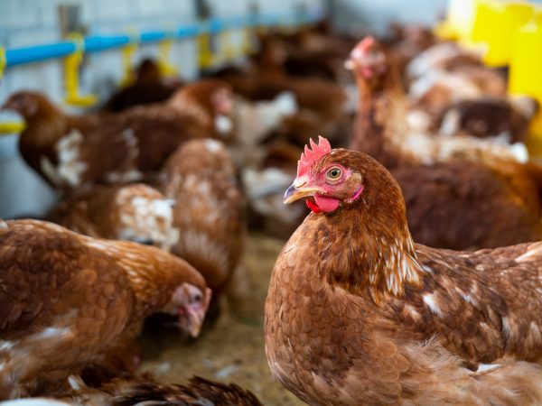 La gripe aviar, también conocida como influenza aviar, es una enfermedad infecciosa causada por virus de la influenza tipo A que afectan principalmente a las aves