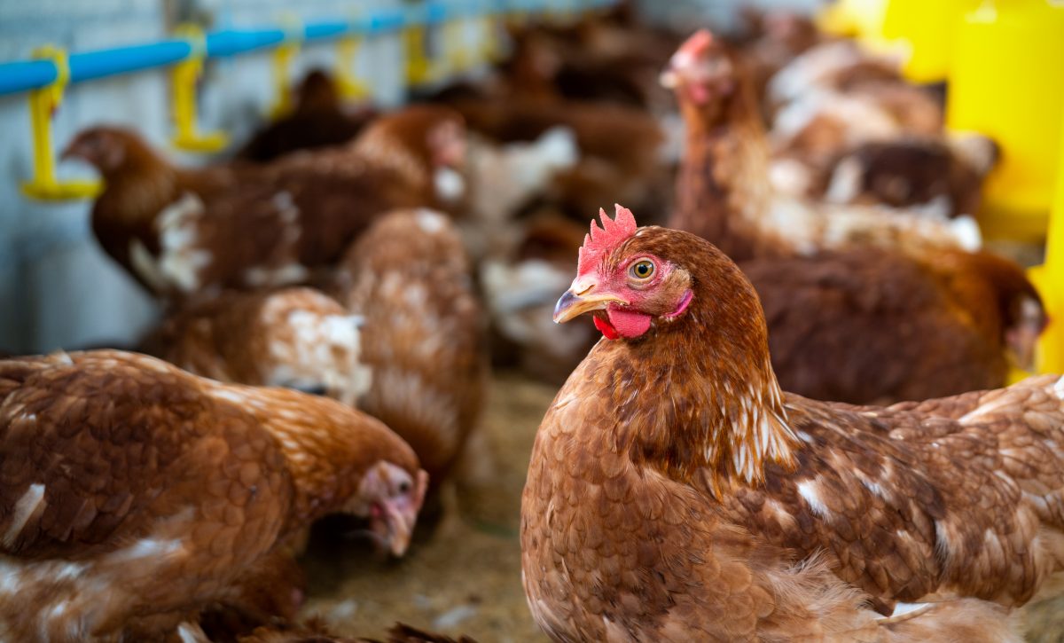 La gripe aviar, también conocida como influenza aviar, es una enfermedad infecciosa causada por virus de la influenza tipo A que afectan principalmente a las aves