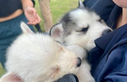 Vendía cachorros en una mochila recibió multa de USD 4.700 en Quito