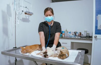 esterilización portoviejo maltrato animal