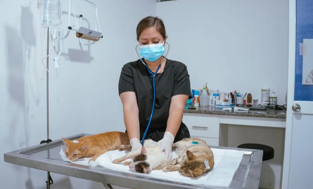 esterilización portoviejo maltrato animal