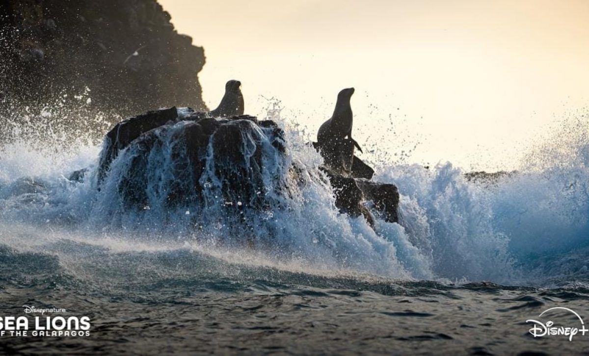 Foto: tomada de Disney+./ Sea Lions of the Galápagos se estrenará el 22 de abril
