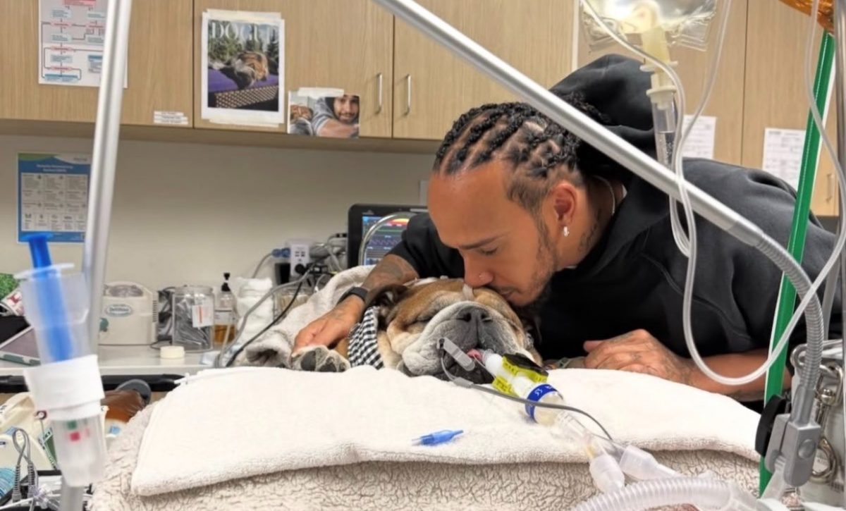 Lewis Hamilton se ausenta de pruebas de Ferrari para acompañar a su bulldog Roscoe en coma