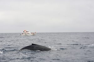 En Puerto López, Manabí, el avistamiento de ballenas jorobadas es una actividad turística que atrae muchos visitantes