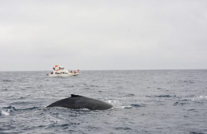 En Puerto López, Manabí, el avistamiento de ballenas jorobadas es una actividad turística que atrae muchos visitantes
