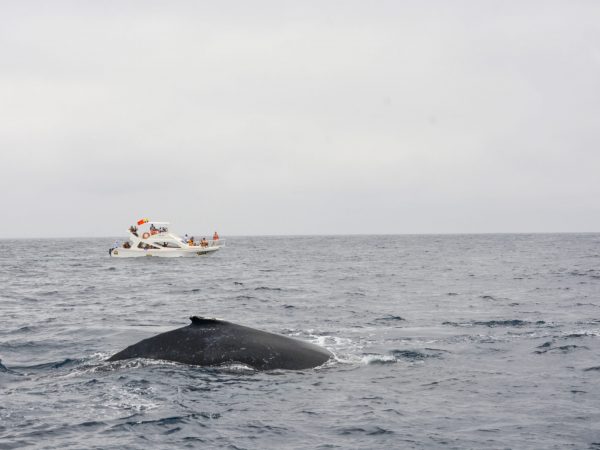 En Puerto López, Manabí, el avistamiento de ballenas jorobadas es una actividad turística que atrae muchos visitantes