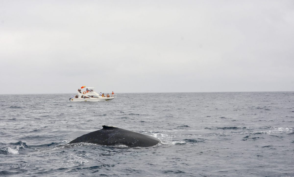 En Puerto López, Manabí, el avistamiento de ballenas jorobadas es una actividad turística que atrae muchos visitantes