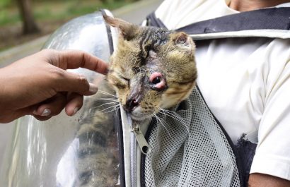 Maltrato y tortura animal: el horror que viven los gatos abandonados en el Parque El Mamey
