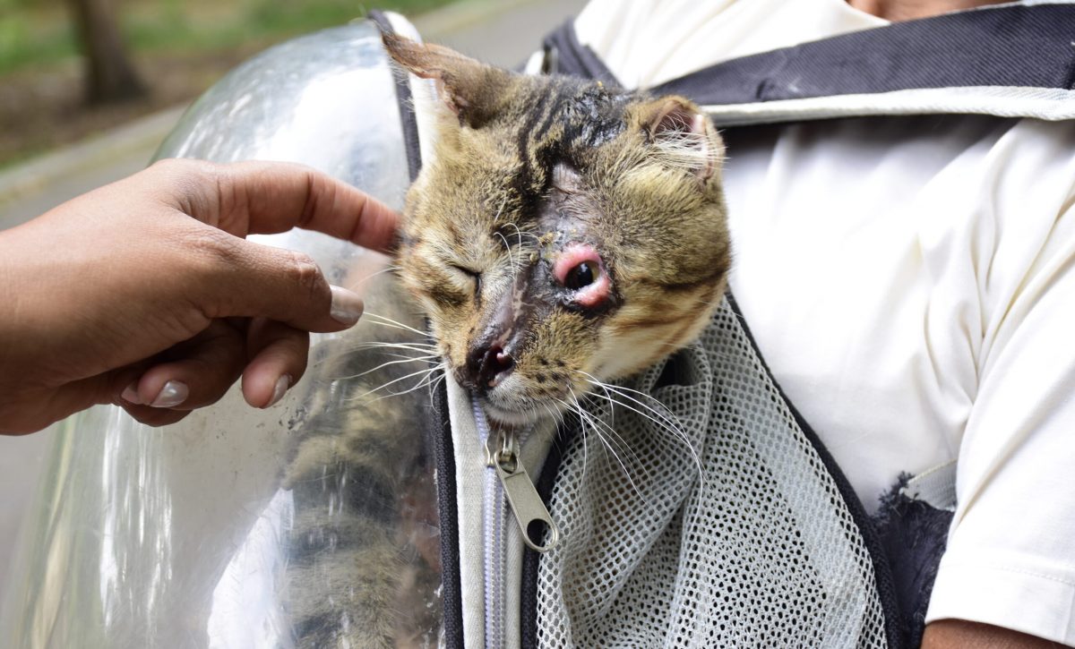 Maltrato y tortura animal: el horror que viven los gatos abandonados en el Parque El Mamey