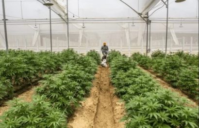 Iniciativa popular busca regular el uso del cannabis con 20.000 firmas en Quito .
