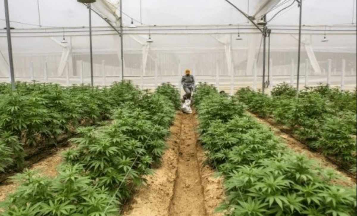 Iniciativa popular busca regular el uso del cannabis con 20.000 firmas en Quito .