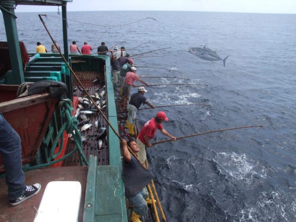 La pesca con caña se practica en Manta desde la década de 1960. Actualmente, solo quedan cinco barcos cañeros.