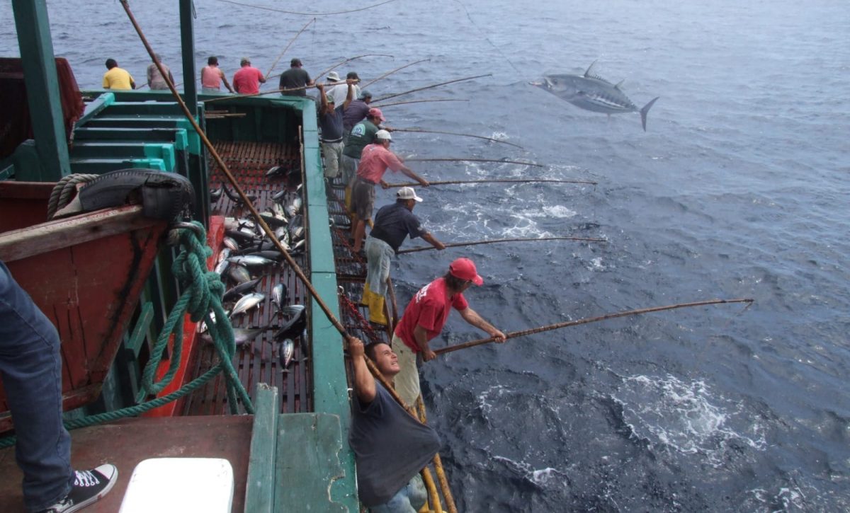 La pesca con caña se practica en Manta desde la década de 1960. Actualmente, solo quedan cinco barcos cañeros.