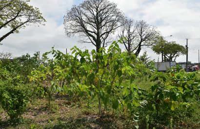 Especies en peligro de extinción, como ciertos insectos y reptiles, también han regresado al Bosque Urbano Nativo.