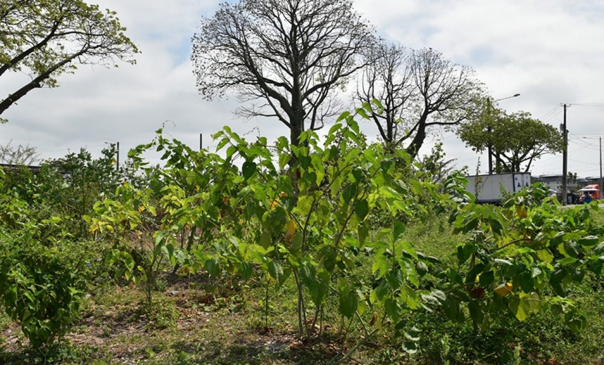 Especies en peligro de extinción, como ciertos insectos y reptiles, también han regresado al Bosque Urbano Nativo.