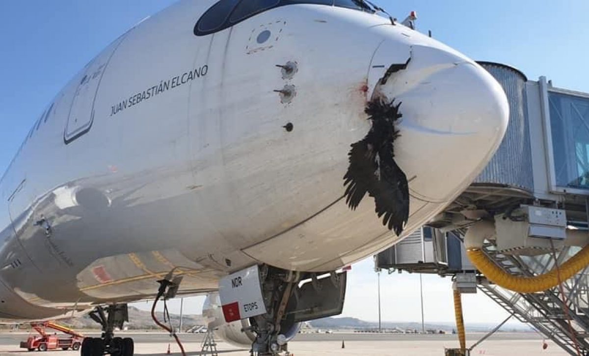Una fotografía de 2021 muestra el impacto de un ave en un avión.