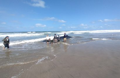 Foto / redes sociales. Una de las ballenas medía aproximadamente 5 metros. La otra, de 8 metros, murió.