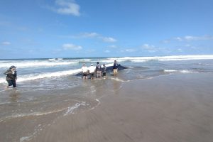 Foto / redes sociales. Una de las ballenas medía aproximadamente 5 metros. La otra, de 8 metros, murió.