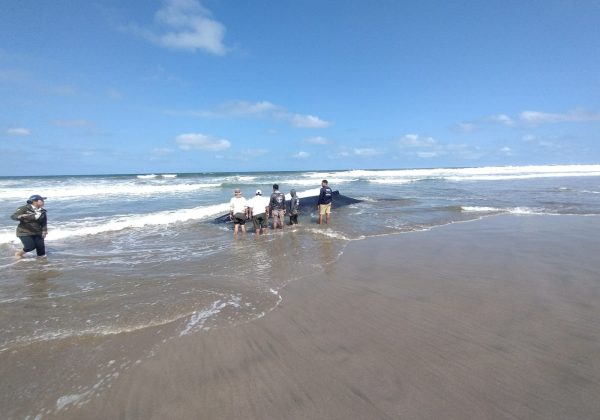 Foto / redes sociales. Una de las ballenas medía aproximadamente 5 metros. La otra, de 8 metros, murió.