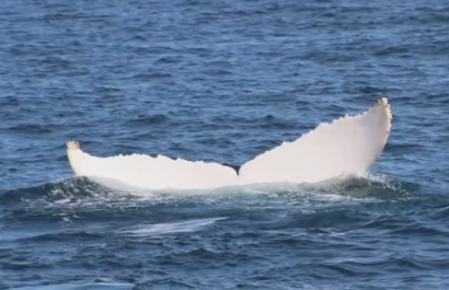 Una ballena jorobada blanca asombra a Puerto López: podría ser una de solo dos en el mundo