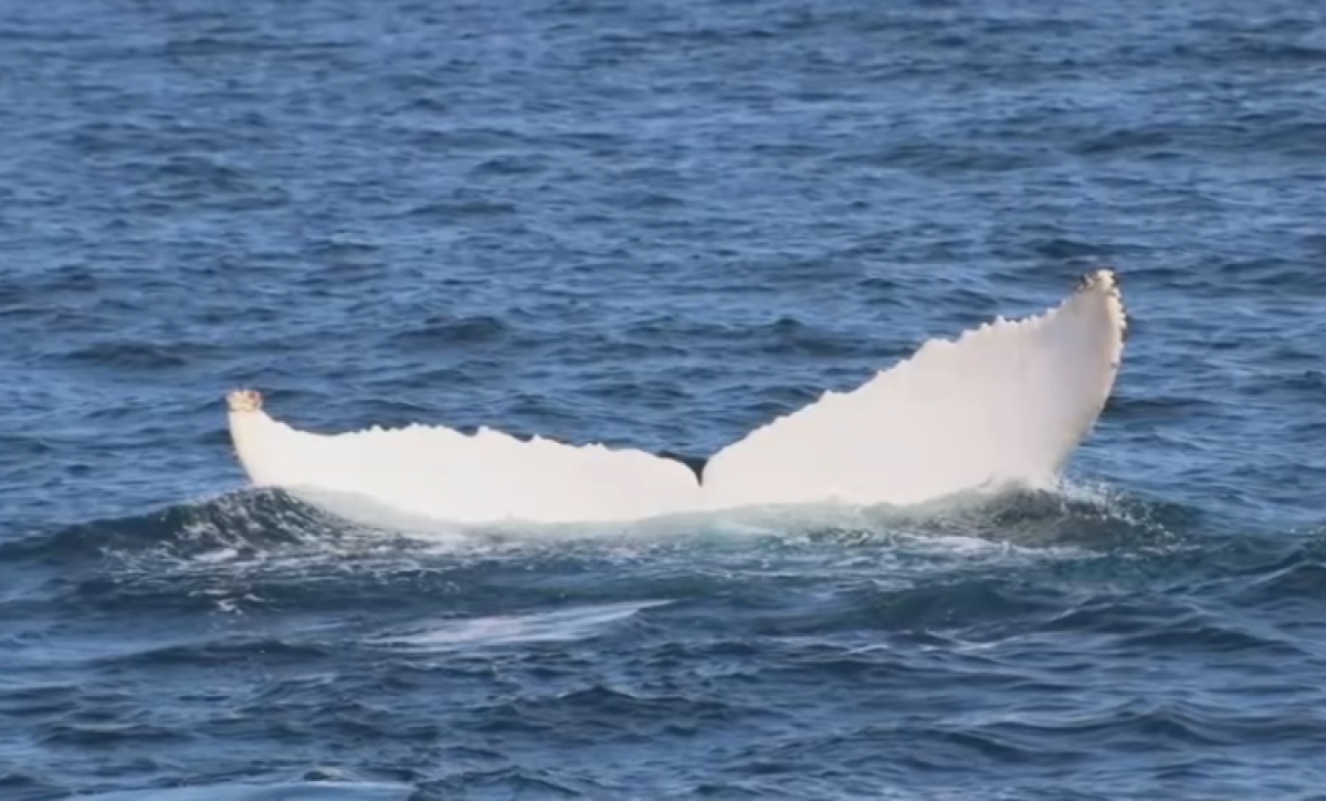 Una ballena jorobada blanca asombra a Puerto López: podría ser una de solo dos en el mundo
