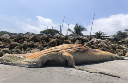 Autoridades aún no retiran ballena muerta en Jambelí pese a riesgo sanitario