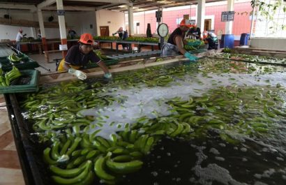 Las exportaciones de banano ecuatoriano se destinan a diversos mercados, siendo la Unión Europea, Rusia, Asia y el Cono Sur los más importantes.