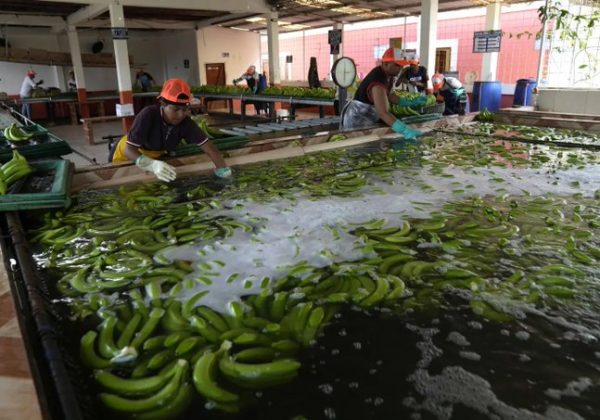 Las exportaciones de banano ecuatoriano se destinan a diversos mercados, siendo la Unión Europea, Rusia, Asia y el Cono Sur los más importantes.