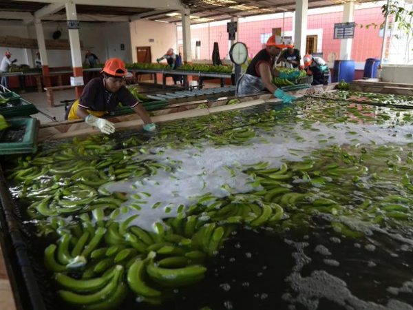 Las exportaciones de banano ecuatoriano se destinan a diversos mercados, siendo la Unión Europea, Rusia, Asia y el Cono Sur los más importantes.
