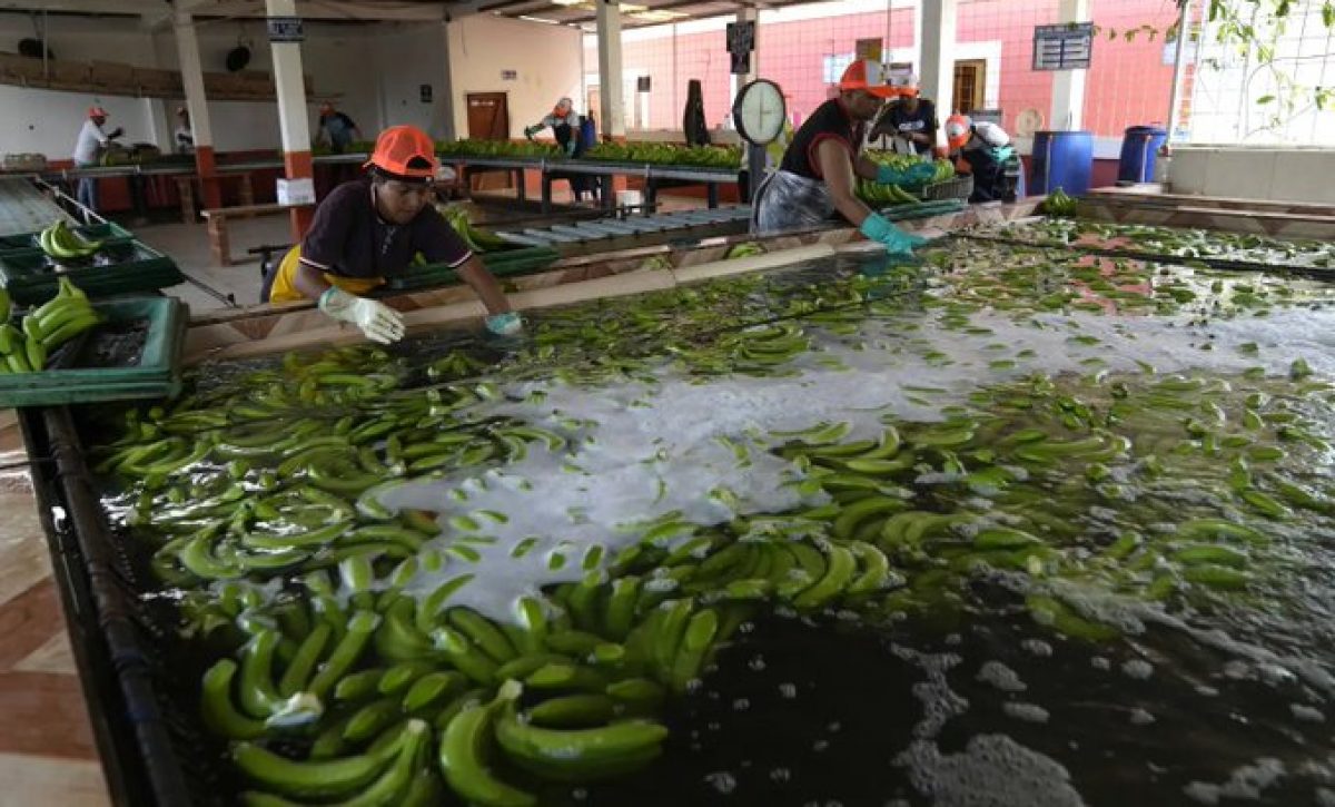 Las exportaciones de banano ecuatoriano se destinan a diversos mercados, siendo la Unión Europea, Rusia, Asia y el Cono Sur los más importantes.