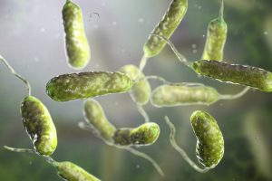 ¿Bacteria carnívora en el agua? EE. UU. alerta sobre letal infección en sus costas