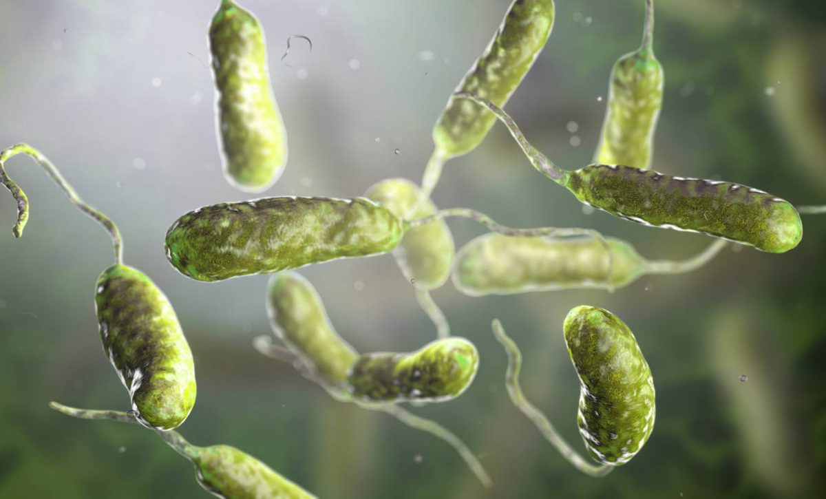 ¿Bacteria carnívora en el agua? EE. UU. alerta sobre letal infección en sus costas