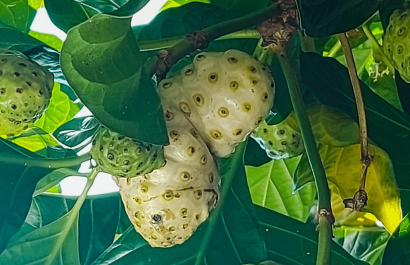 Fue un boom de salud, pero hoy casi nadie lo toma: ¿qué pasó con el noni?