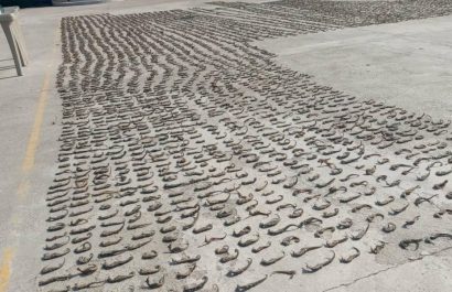 Los caballitos de mar incautados en dos allanamientos policiales.
