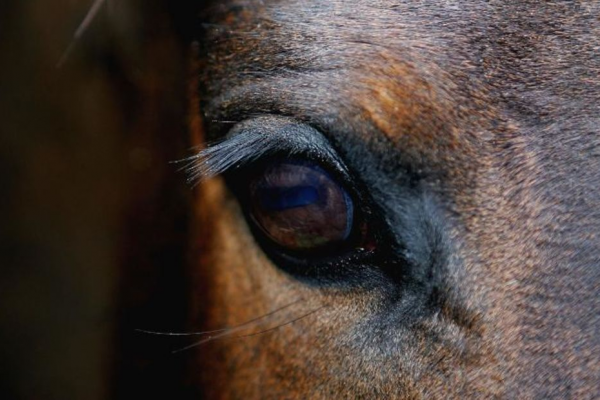 ¿Qué siente un caballo? La ciencia lo revela a través de sus expresiones faciales