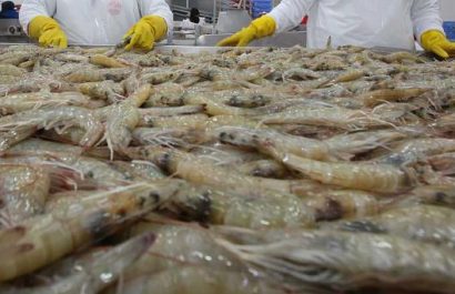 El camarón ecuatoriano es reconocido mundialmente por su alta calidad y sabor, siendo un producto estrella de exportación para Ecuador.