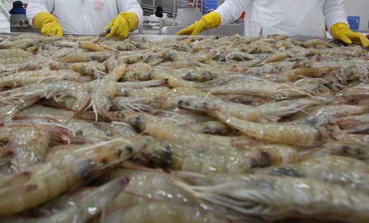 El camarón ecuatoriano es reconocido mundialmente por su alta calidad y sabor, siendo un producto estrella de exportación para Ecuador.