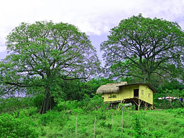 ceibo patrimonio manabí portoviejo
