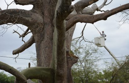 Conozca ocho curiosidades sobre el ceibo, el árbol emblemático de Manabí