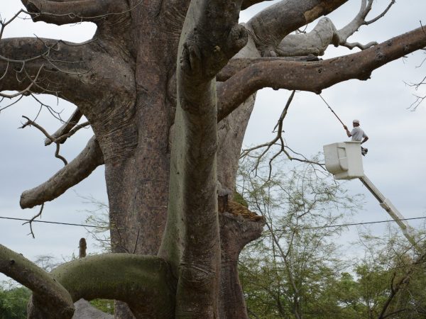 Conozca ocho curiosidades sobre el ceibo, el árbol emblemático de Manabí