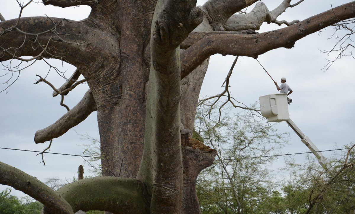 Conozca ocho curiosidades sobre el ceibo, el árbol emblemático de Manabí