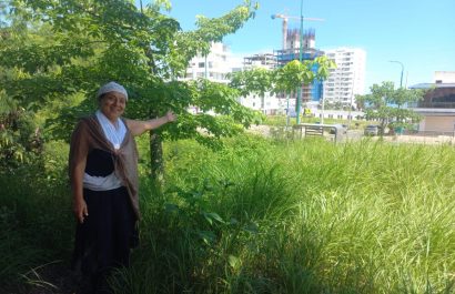 En el centro de artes La Trinchera ya hay 16 árboles de ceibo plantados y se ven frondosos.
