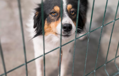 Carne de perro y salud humana: lo que se sabe hasta ahora