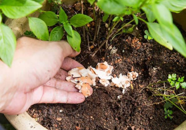 ¡Atención jardineros! Esto pasa realmente cuando usas cáscara de huevo con limón en tus plantas