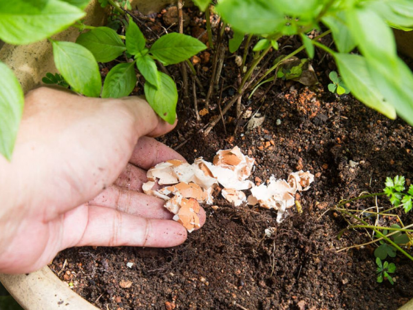 ¡Atención jardineros! Esto pasa realmente cuando usas cáscara de huevo con limón en tus plantas