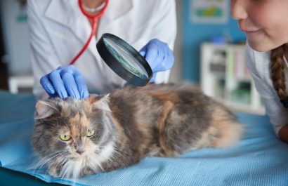 Así puedes proteger a tu mascota de los parásitos internos y externos