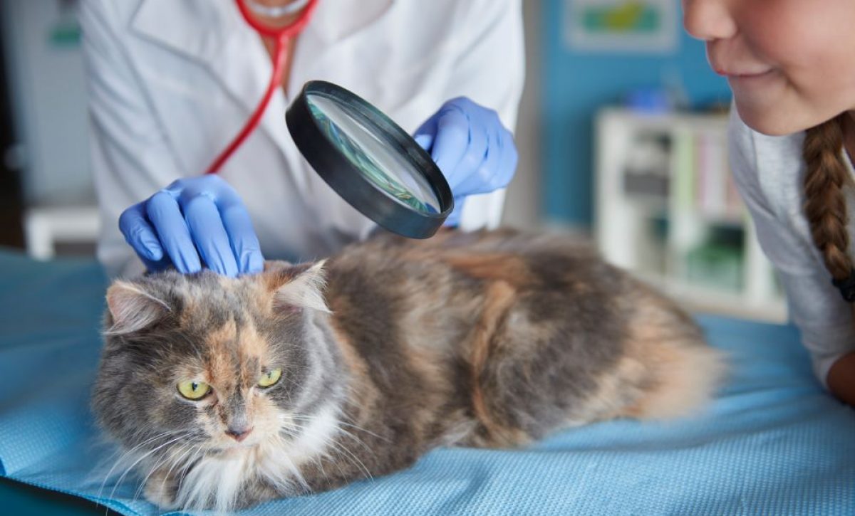 Así puedes proteger a tu mascota de los parásitos internos y externos